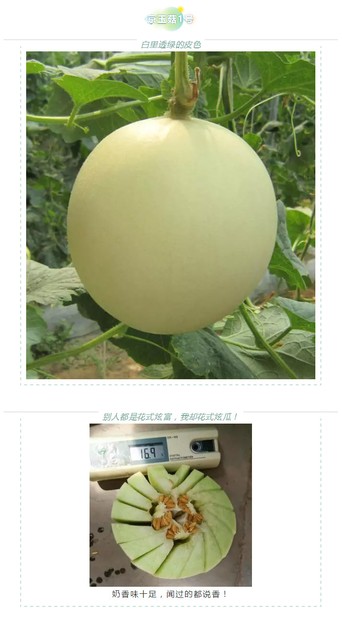 瓜香引人，效益留人——京玉系列_05.jpg