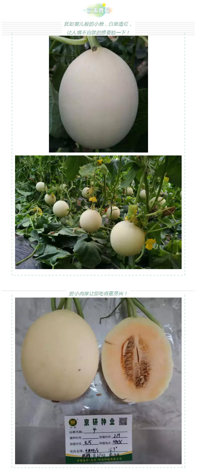 瓜香引人，效益留人——京玉系列_09.jpg