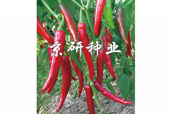國(guó)塔102