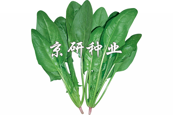菠雜10號(hào)