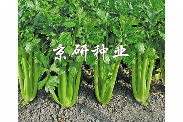 京芹1號(hào)