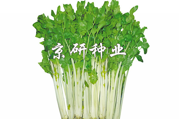 白桿1號(hào)